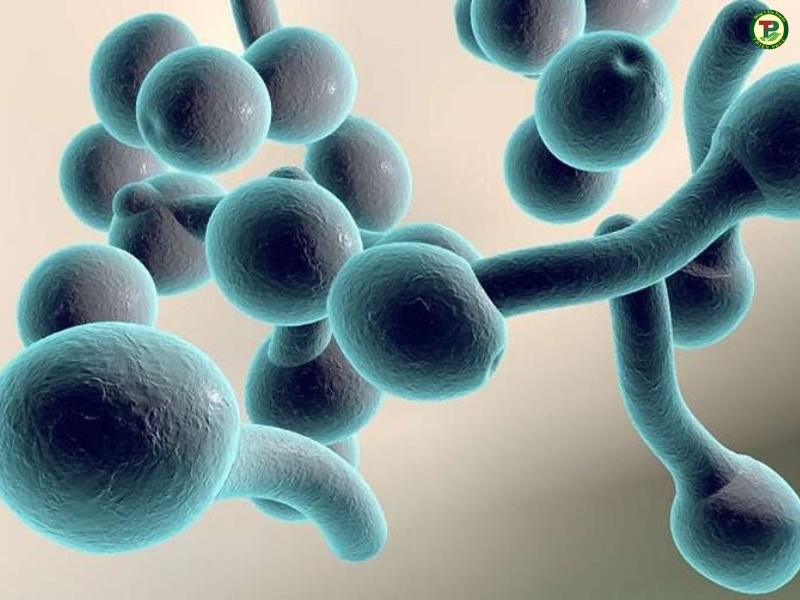 Nấm candida ở lưỡi, miệng