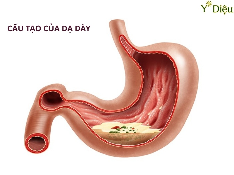 TRÀO NGƯỢC DẠ DÀY, PHÒNG NGỪA VÀ ĐIỀU TRỊ HIỆU QUẢ