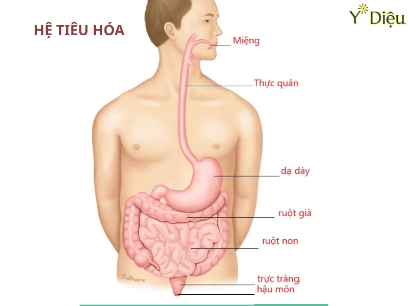 Nguyên Nhân Táo Bón, Chuẩn Đoán Và Cách Điều Trị Hiệu quả