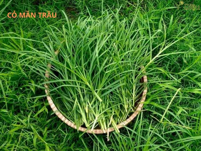 Cỏ Mần Trầu, Ứng Dụng Trong Y Học Cổ Truyền Và Dược Liệu