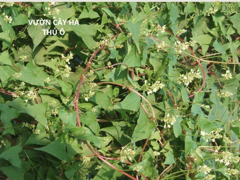 Cây Hà Thủ Ô Rừng: Đặc Điểm Sinh Học Và Dược Tính Y Học