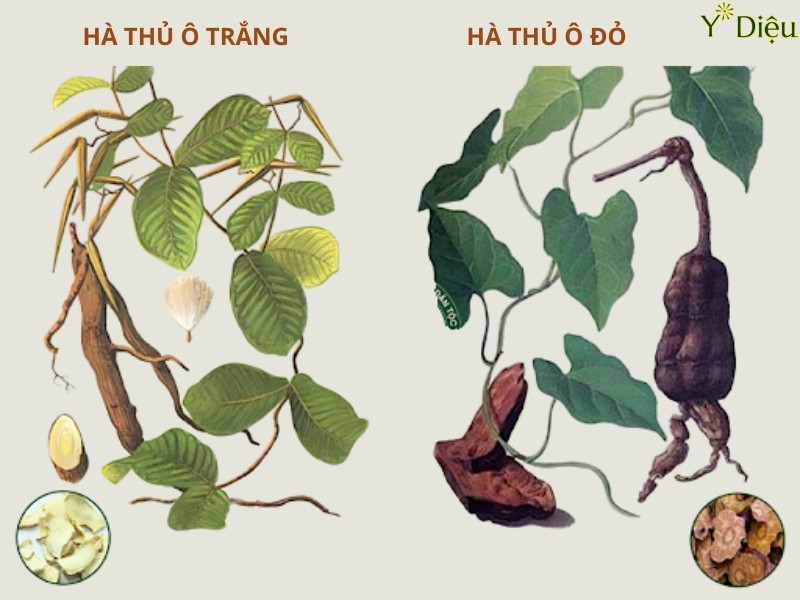 Hình Ảnh Cây Hà Thủ Ô, Đặc Điểm Của Cây Hà Thủ Ô Đỏ Và Trắng