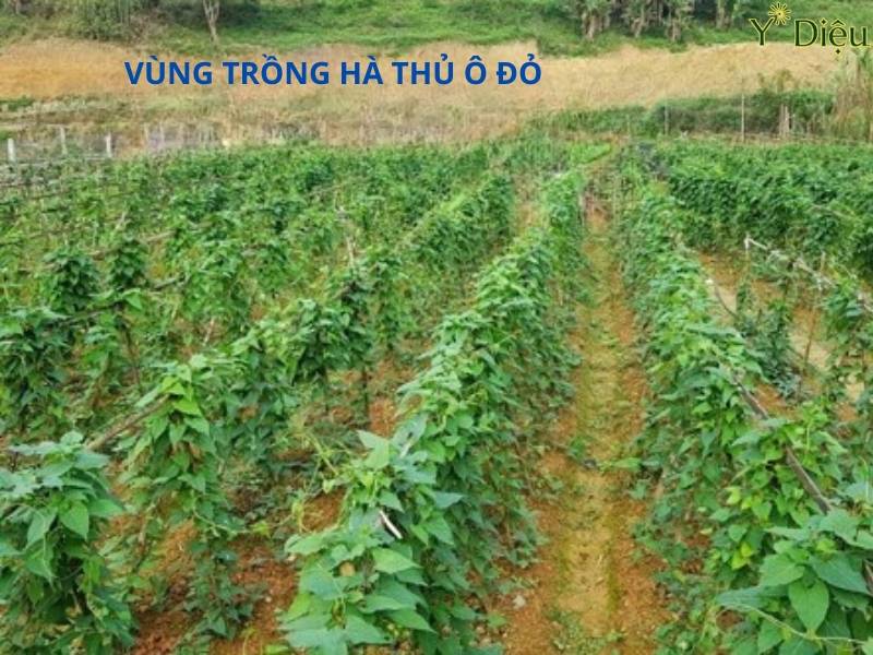 Nên chọn vùng trồng hà thủ ô nơ có khí hậu mát mẻ lượng mưa đều, tráng ngập úng