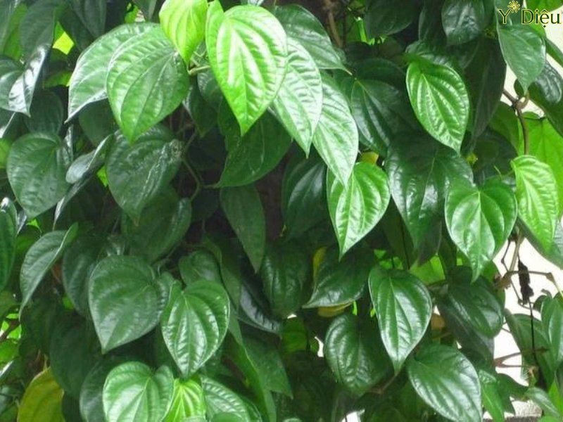 Cách điều trị nấm lưỡi bằng lá trầu không