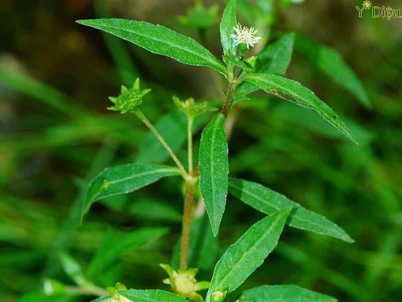 Cỏ mực là một mẹo điều trị nấm lưỡi bằng dân gian