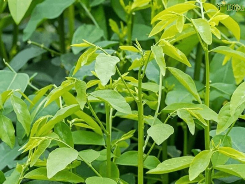 Chữa Viêm Lưỡi Bản Đồ Bằng Rau Ngót An Toàn, Hiệu Quả