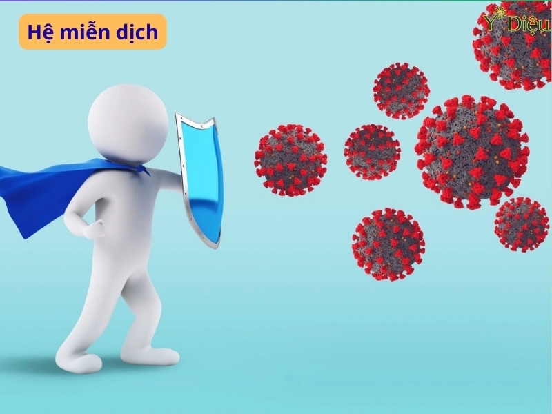 Tắc chưng đường phèn làm tăng sức đề kháng chống vi khuẩn virus.
