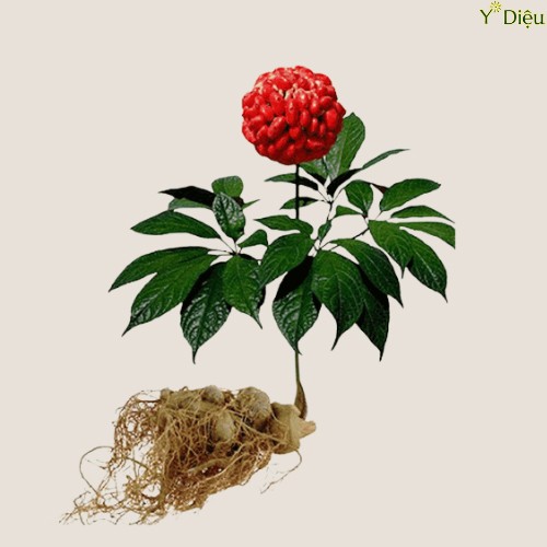 BỘT TAM THẤT BẮC Y DIỆU, THẢO MỘC GIÚP BỔ MÁU, TIÊU Ứ