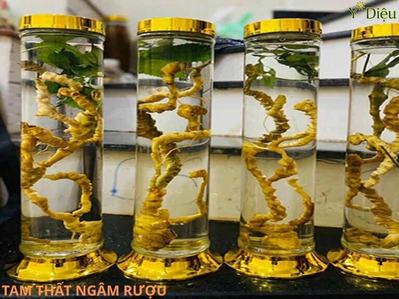 Khi ngâm rượu sẽ hòa tan các hoạt chất trong tam thất