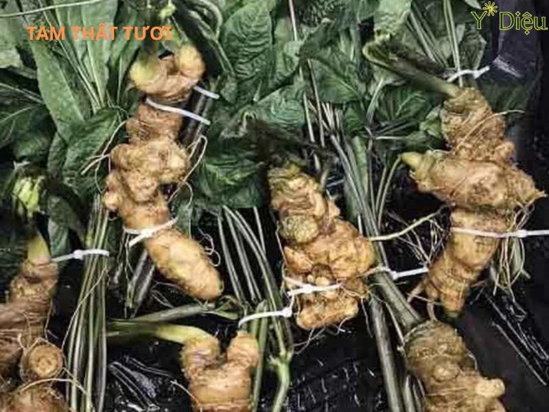 Củ tam thất tươi có nhiều tác dụng trong y học cổ truyền