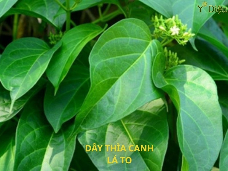 Cây Thìa Canh Lá To, Đặc Điểm Và Công Dụng Nổi Bật