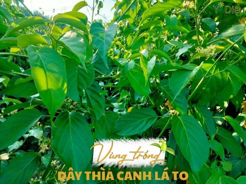 Cây thìa canh có nguồn gốc từ các khu vực nhiệt đới của Ấn Độ